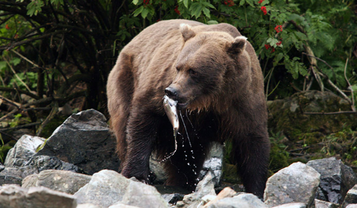 Brown Bear Ellison Air