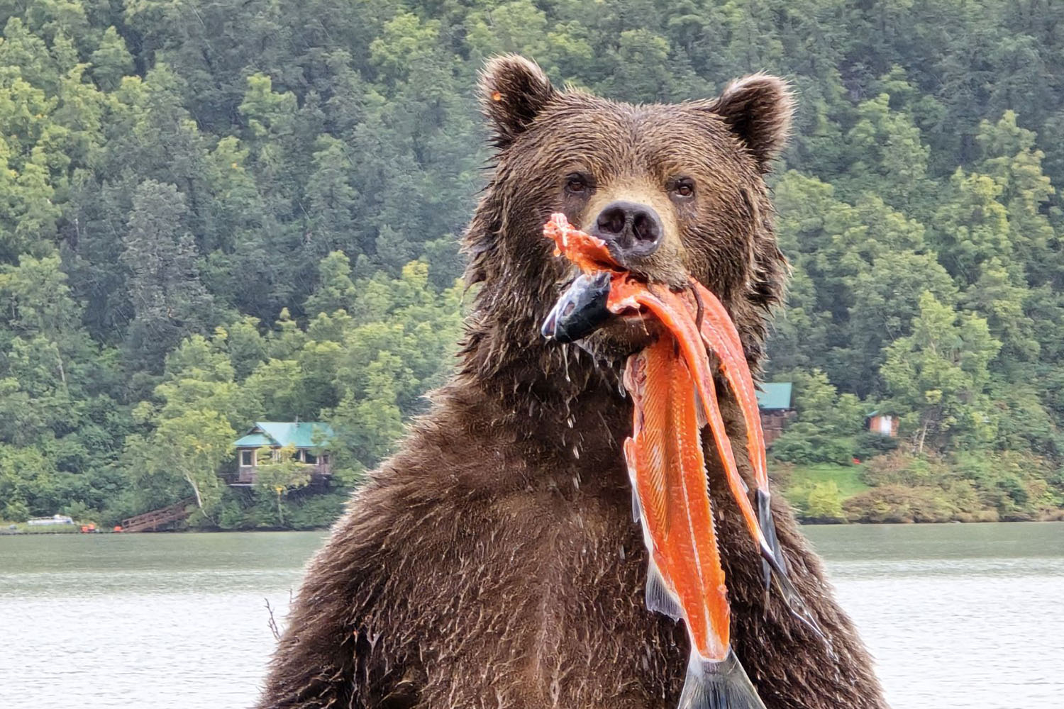 Brown Bear Ellison Air
